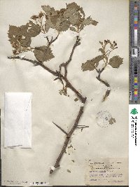 Crataegus fertilis image