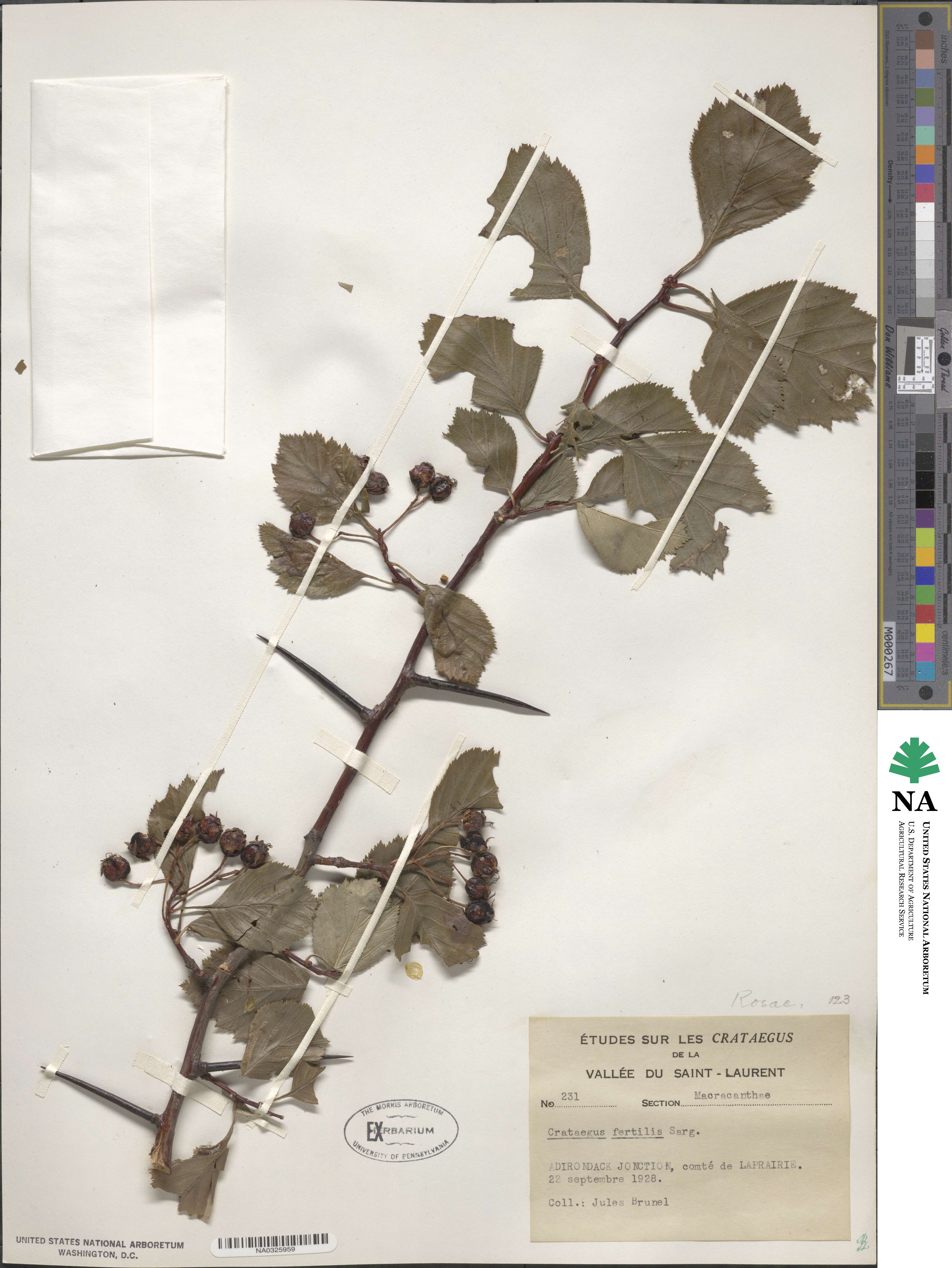 Crataegus fertilis image