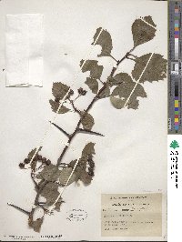 Crataegus fertilis image