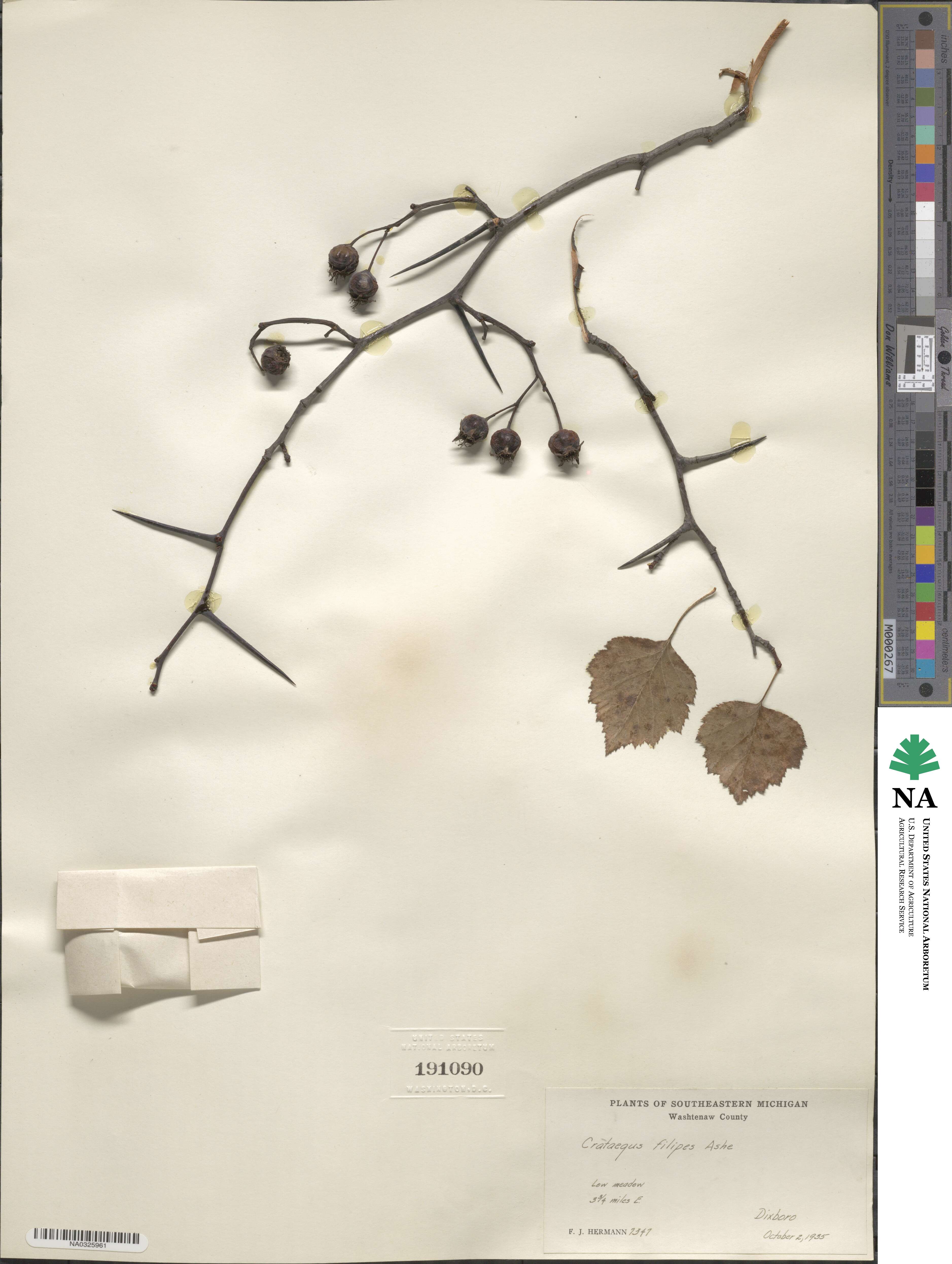 Crataegus jesupii image
