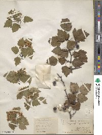 Crataegus jesupii image