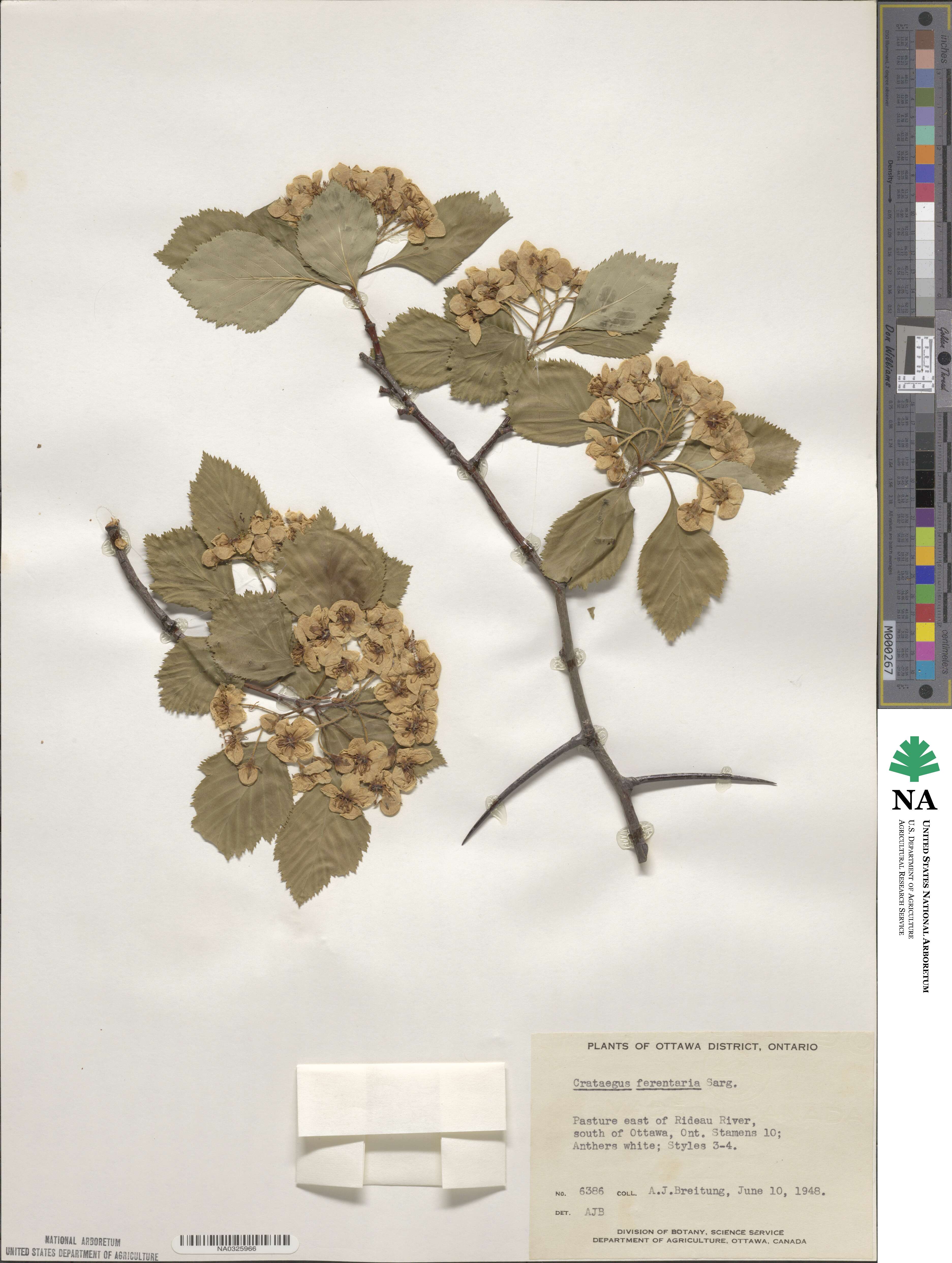 Crataegus macracantha image