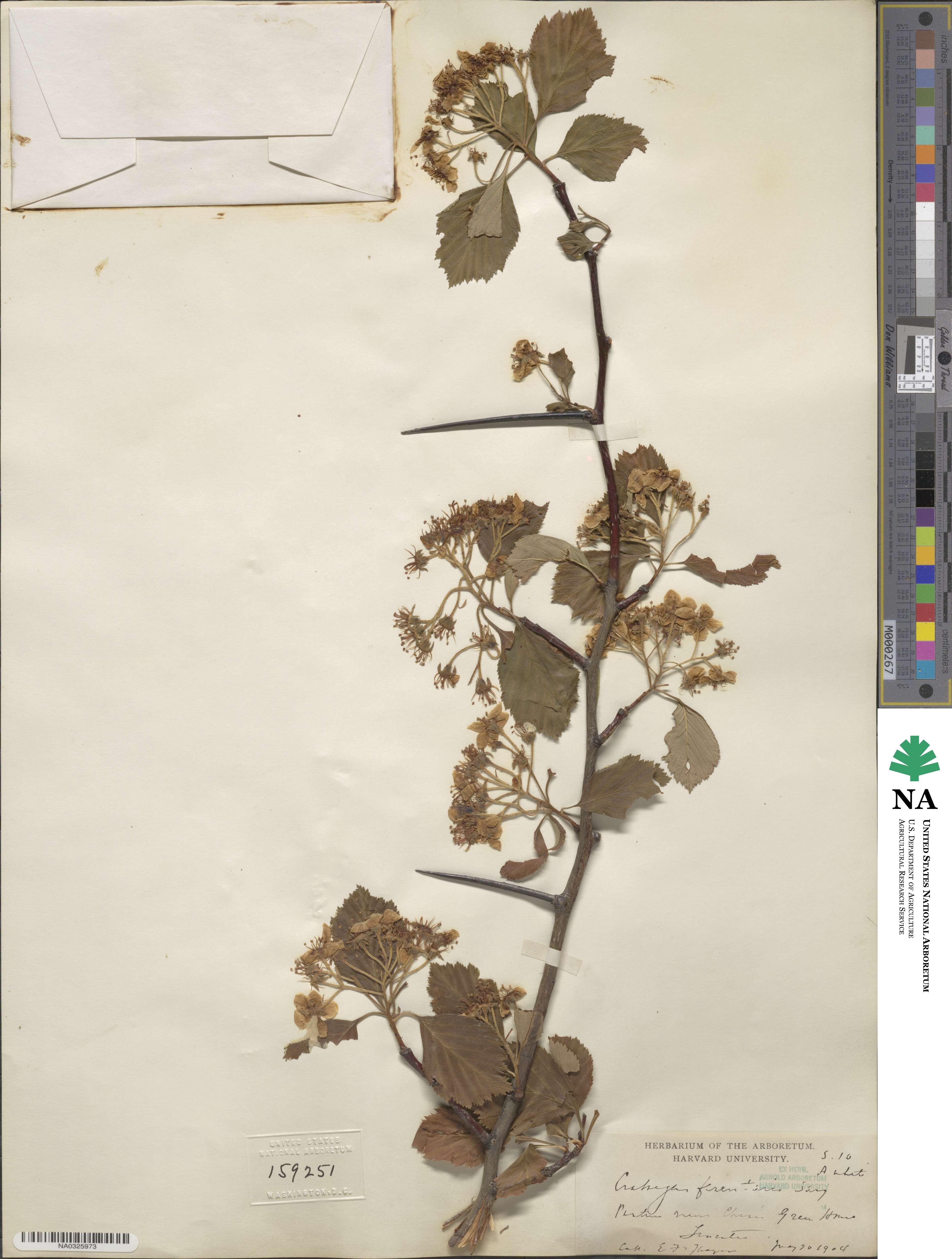 Crataegus macracantha image