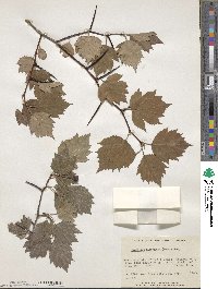 Crataegus flabellata image