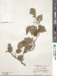 Crataegus flabellata image