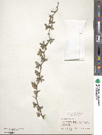 Crataegus flava image