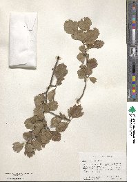 Crataegus flava image