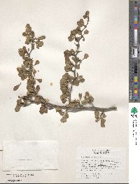 Crataegus quaesita image