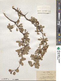 Crataegus quaesita var. floridana image