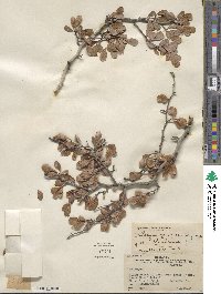 Crataegus quaesita image