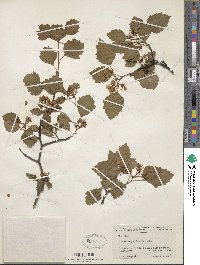 Crataegus intricata image