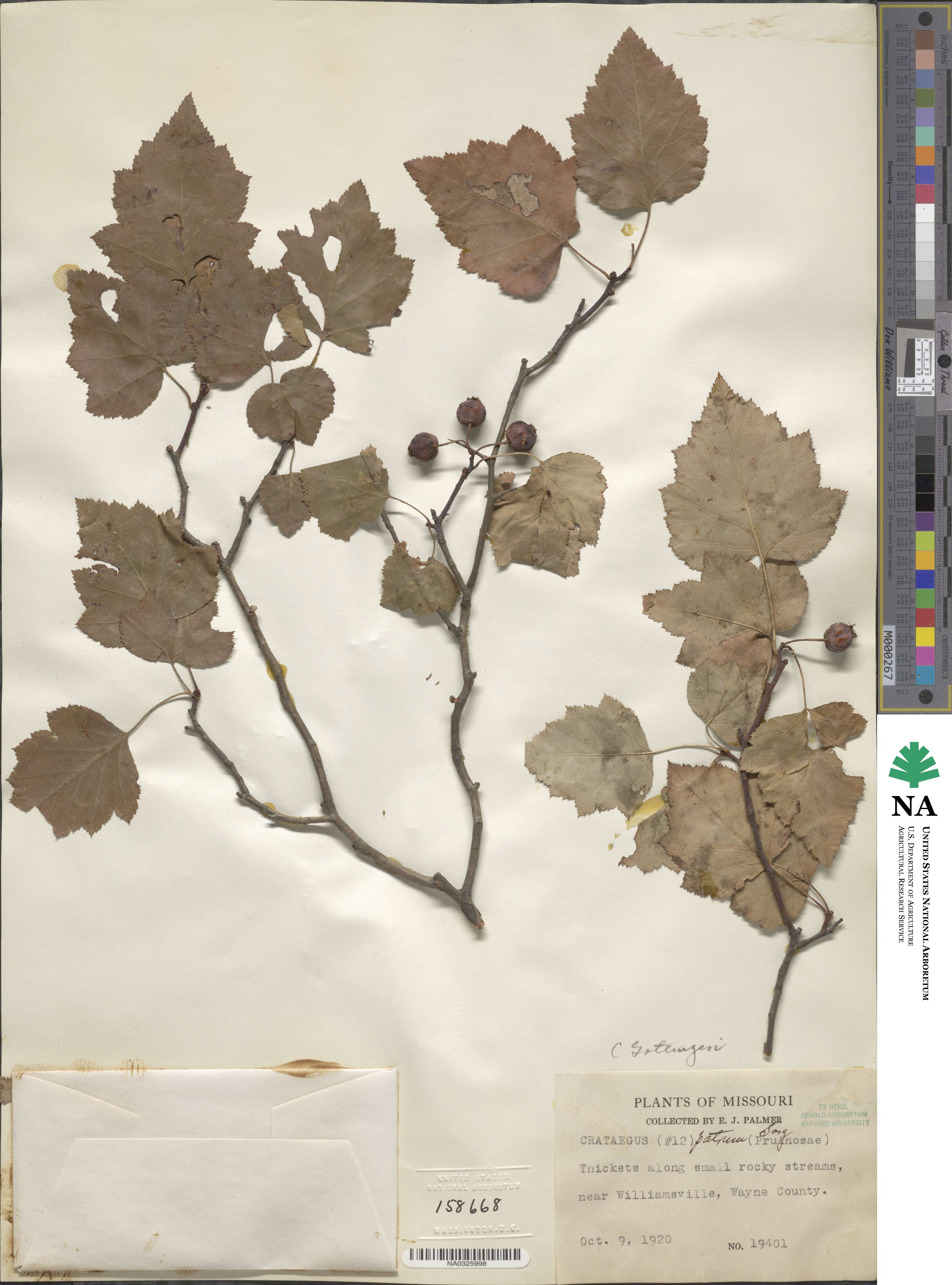 Crataegus pruinosa var. gattingeri image