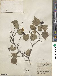 Crataegus pruinosa var. gattingeri image