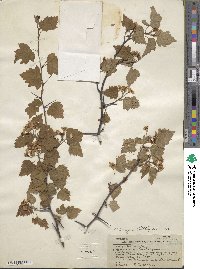 Crataegus pruinosa image