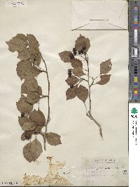 Crataegus viridis image