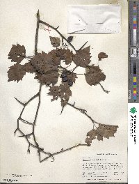 Crataegus macrosperma image