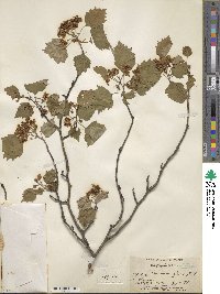 Crataegus macrosperma image