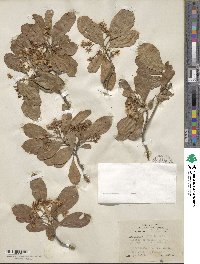 Crataegus grandis image