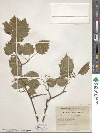 Crataegus holmesiana image