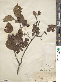 Crataegus holmesiana image