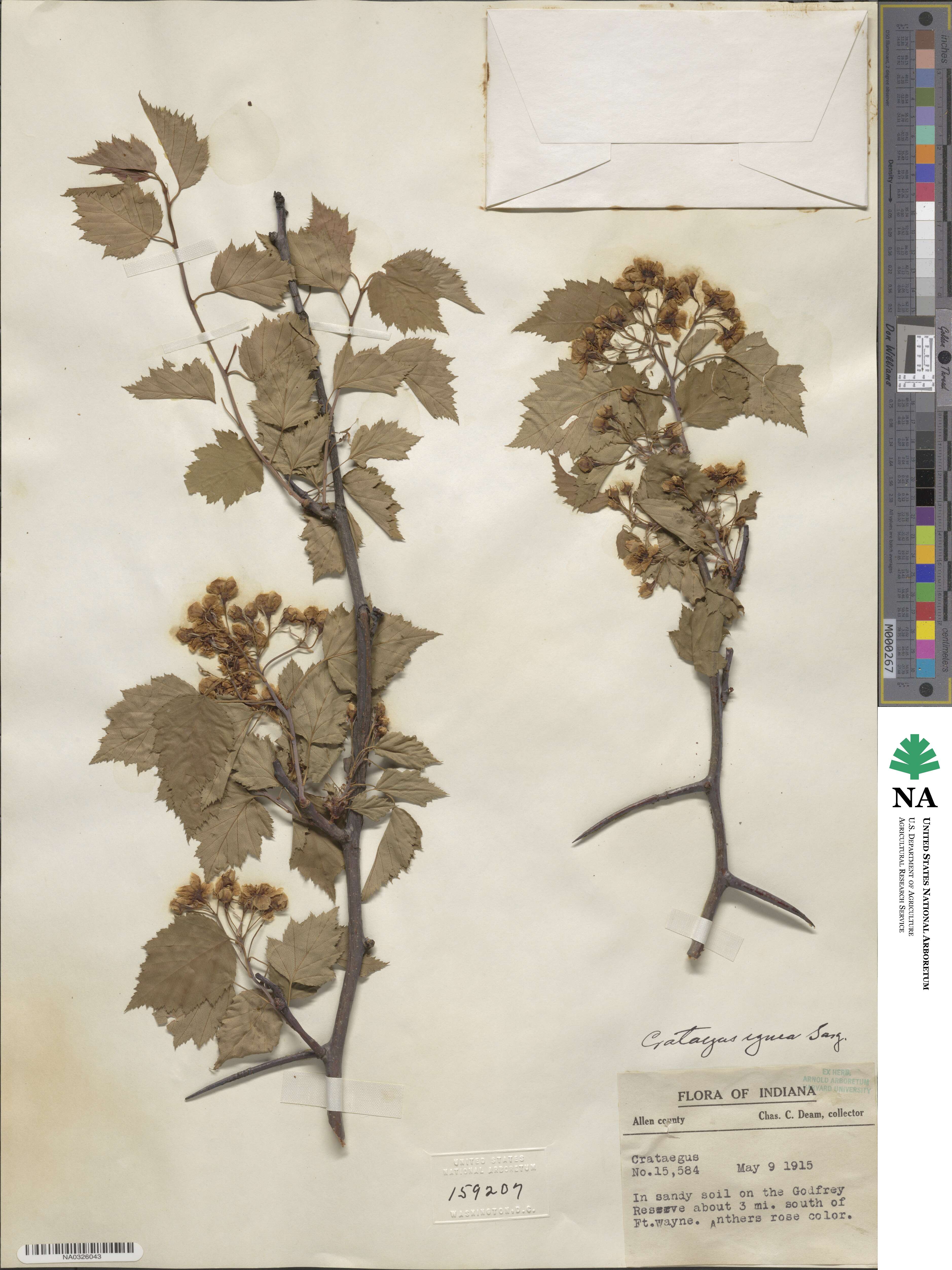 Crataegus ignea image