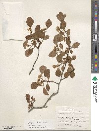 Crataegus pulcherrima image