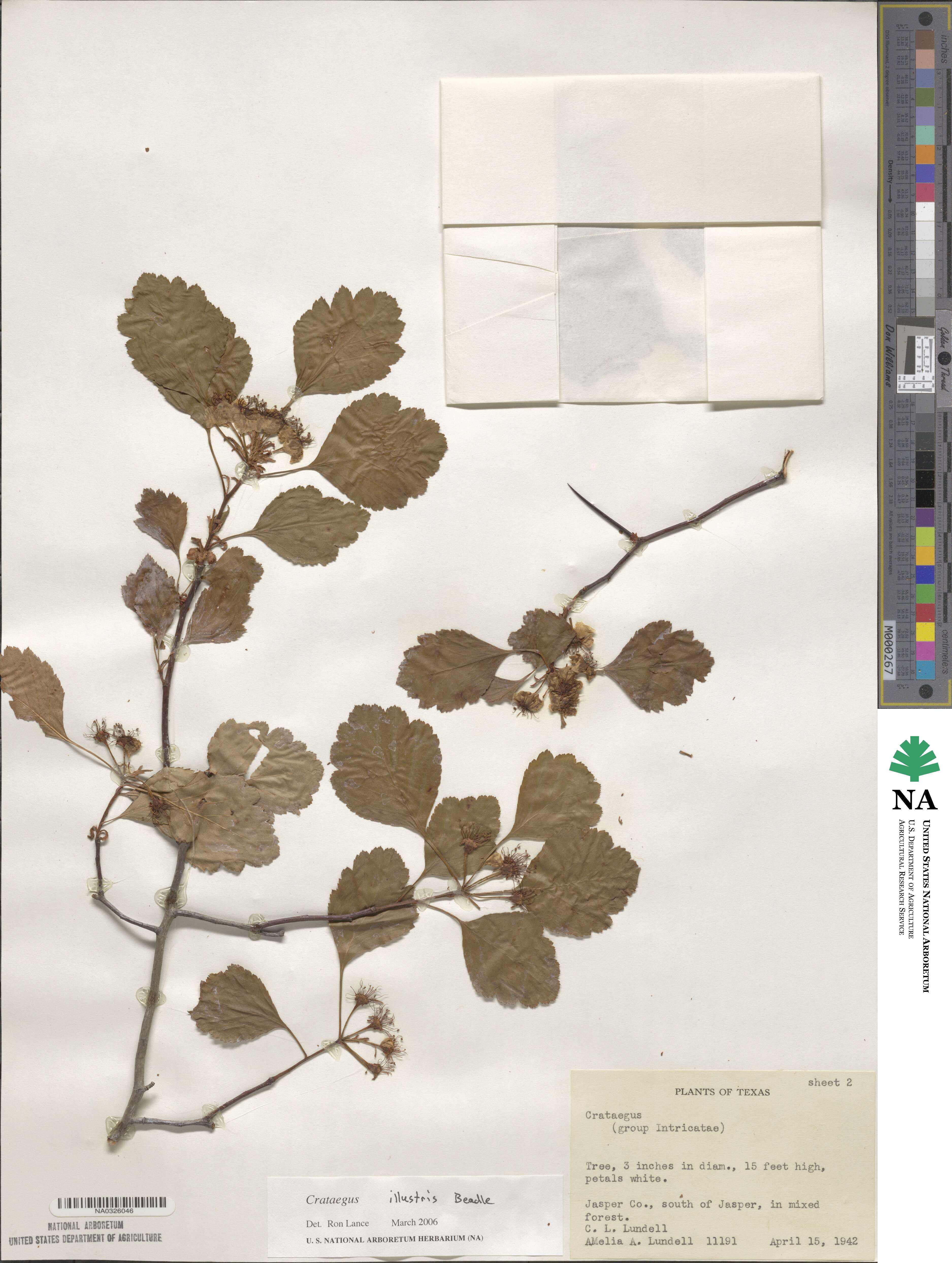 Crataegus pulcherrima image