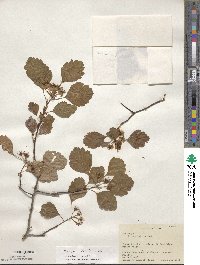 Crataegus pulcherrima image