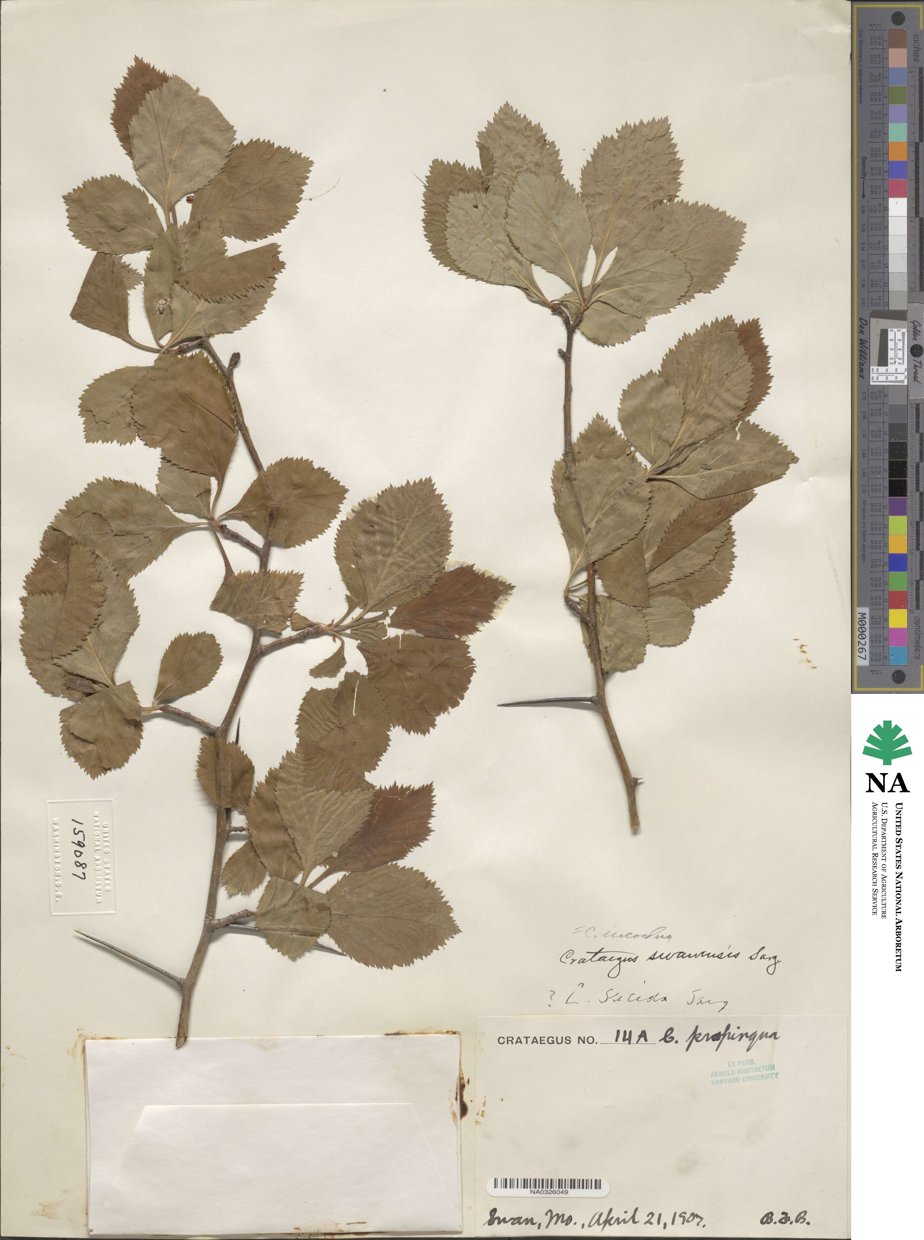 Crataegus incaedua image