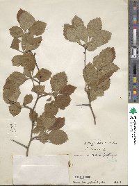 Crataegus incaedua image