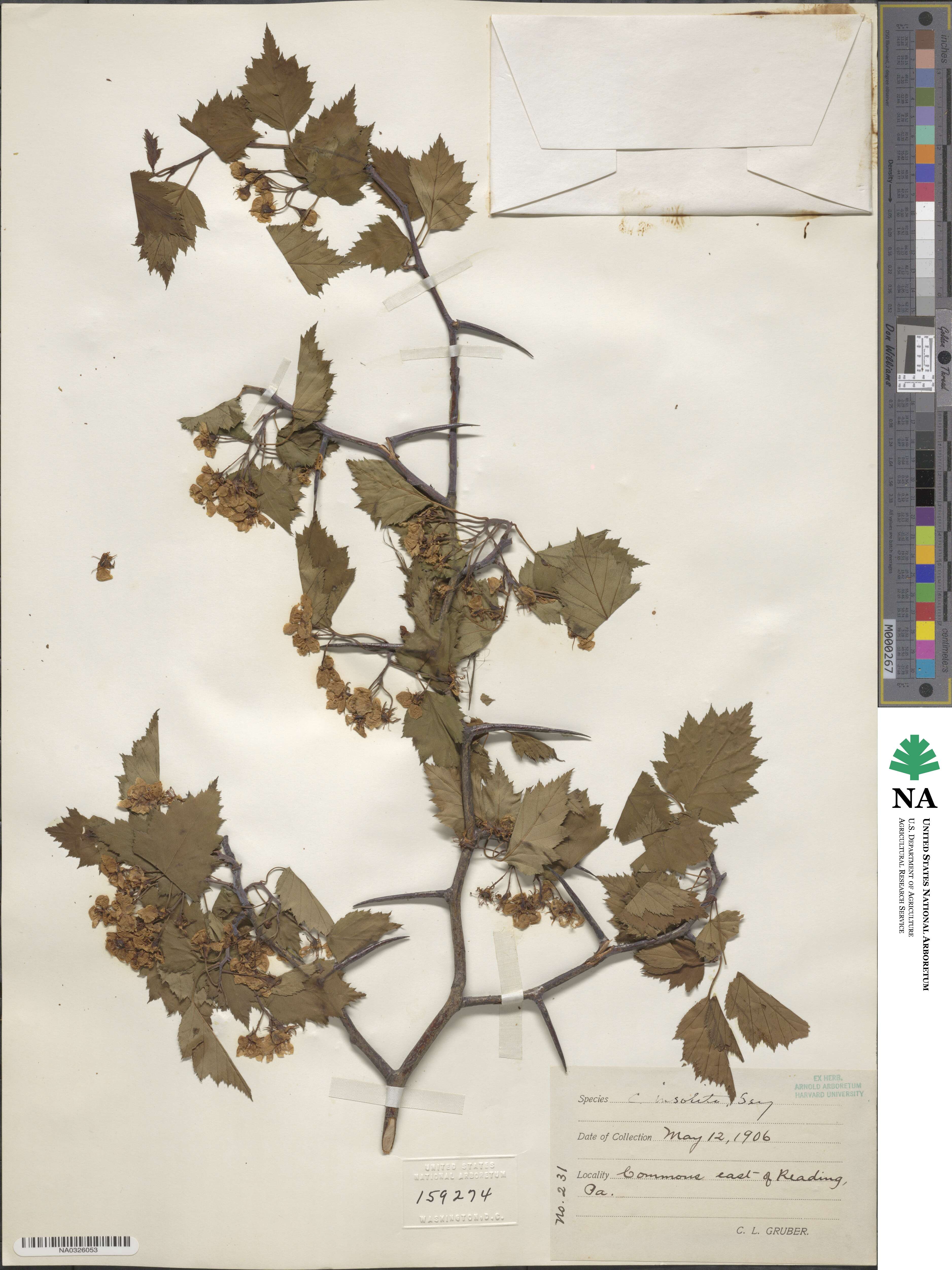 Crataegus insolita image