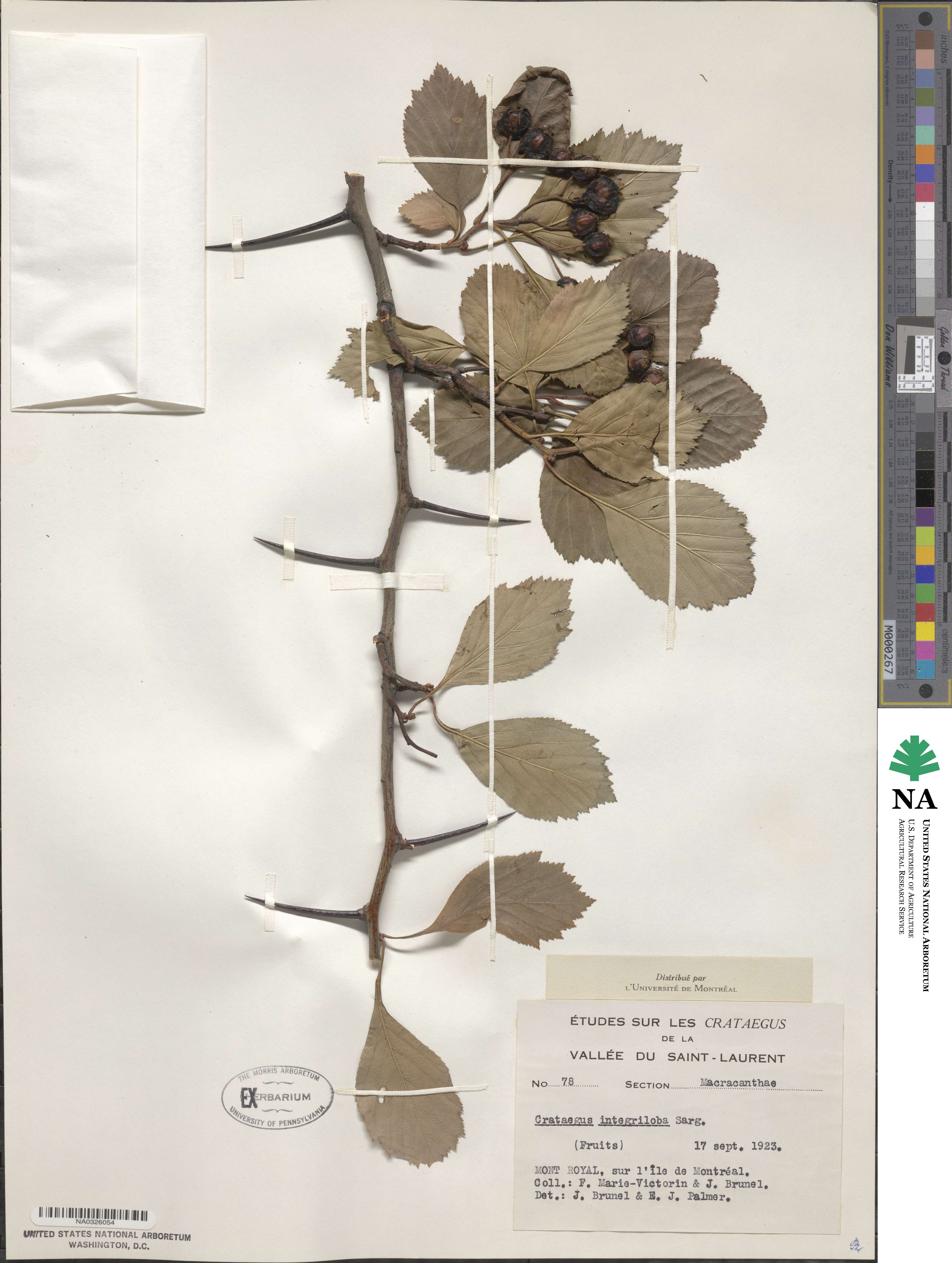 Crataegus succulenta image