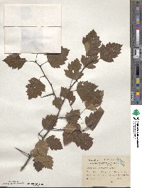 Crataegus intricata image