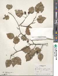 Crataegus intricata image