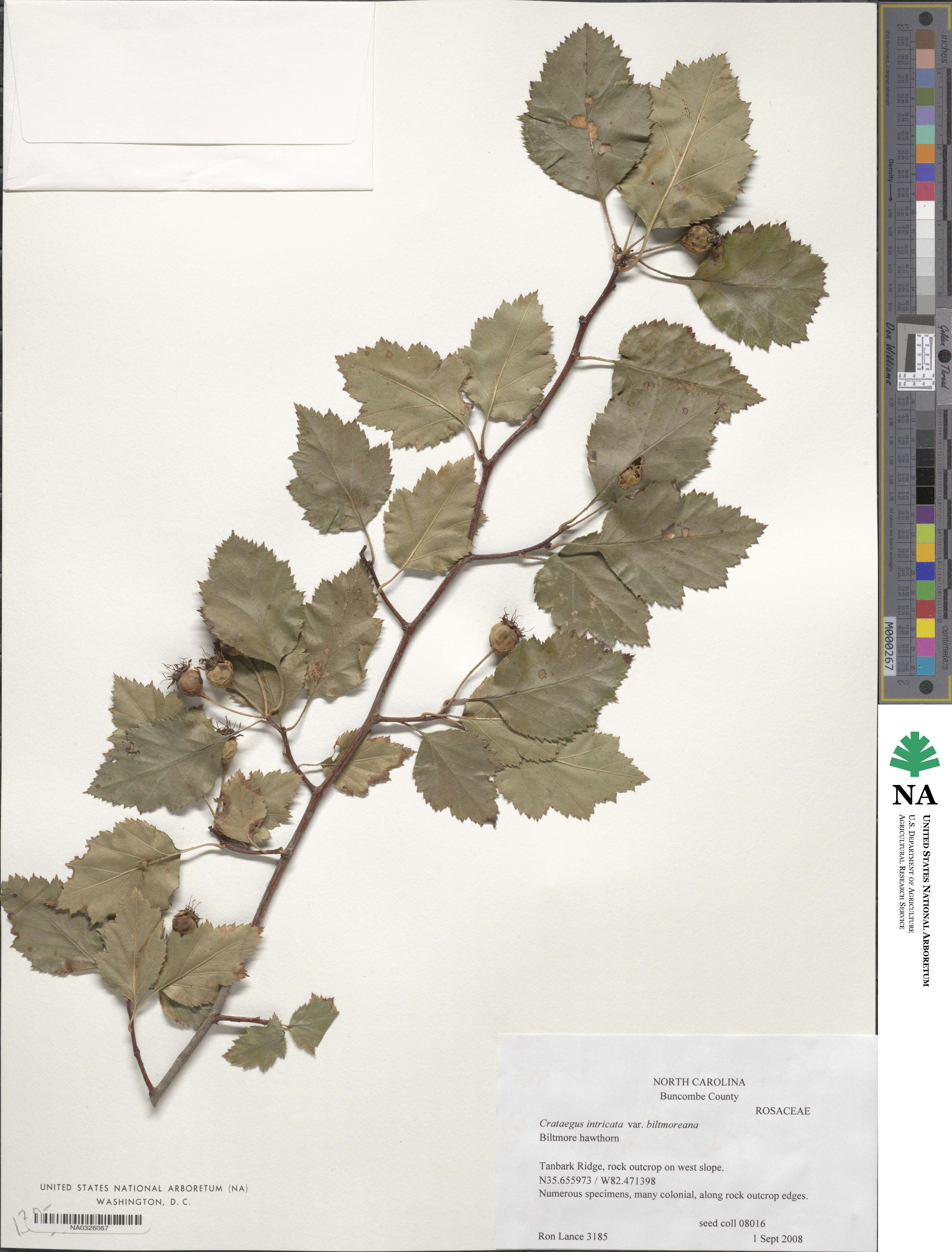 Crataegus intricata image