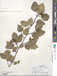 Crataegus intricata image