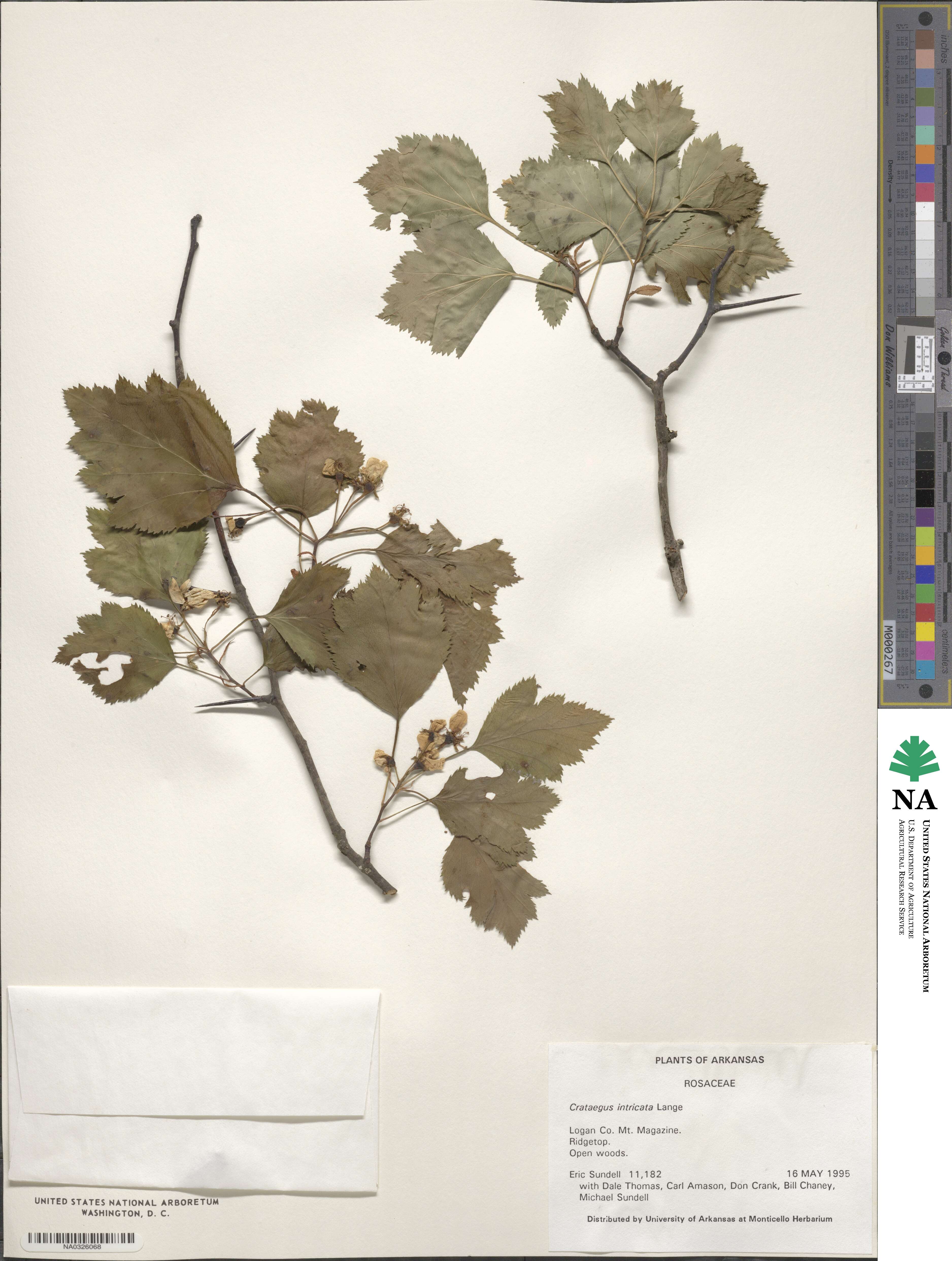 Crataegus intricata image
