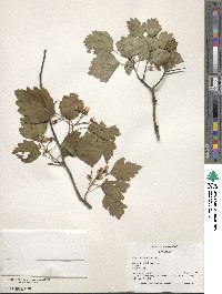 Crataegus intricata image