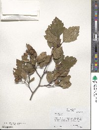 Crataegus intricata image