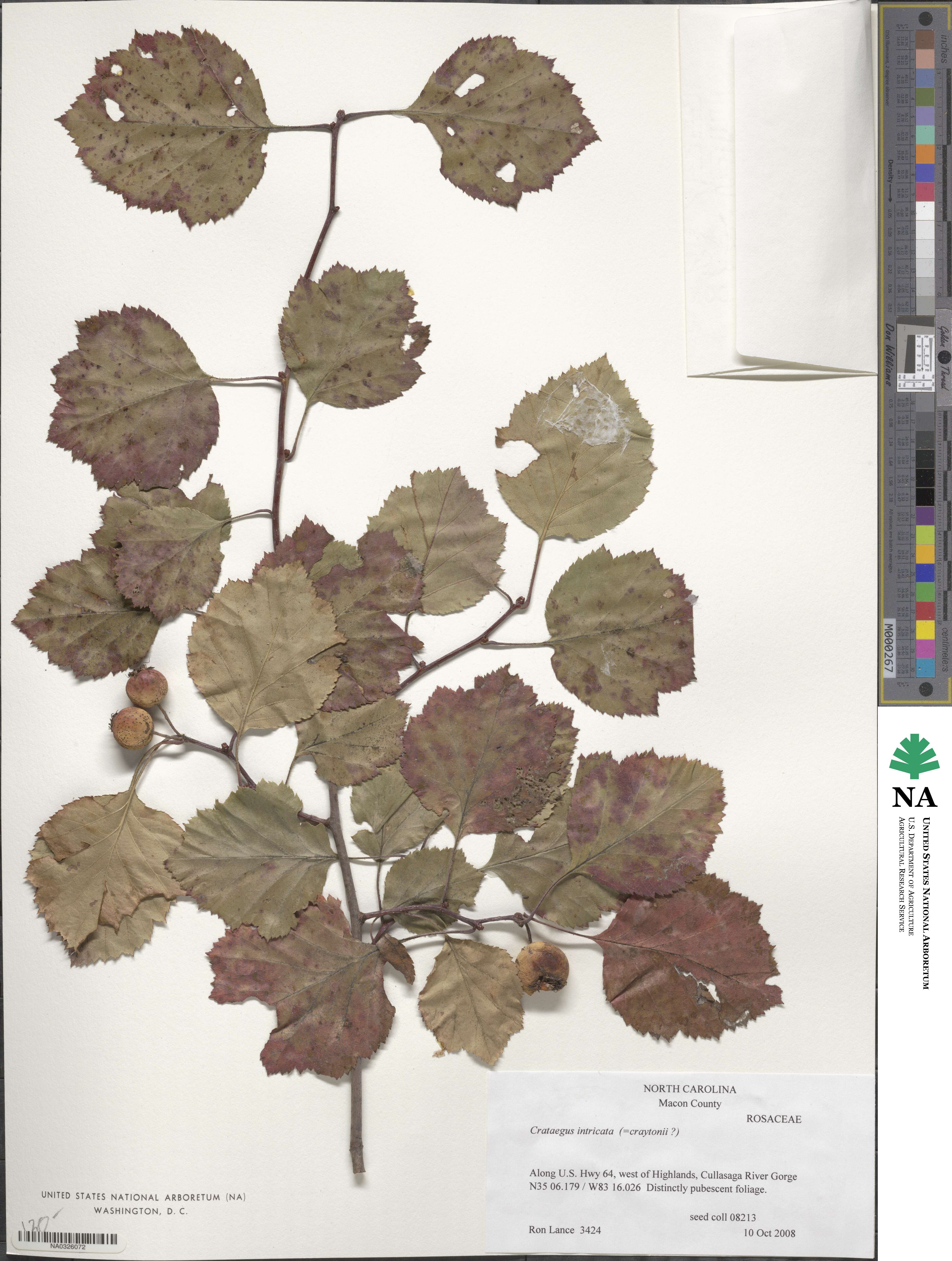 Crataegus intricata image