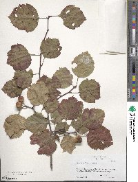 Crataegus intricata image