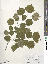 Crataegus intricata image