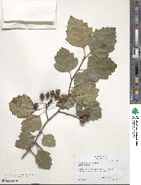 Crataegus intricata image