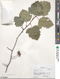 Crataegus intricata image