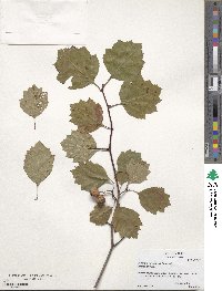 Crataegus intricata image