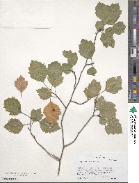 Crataegus intricata image