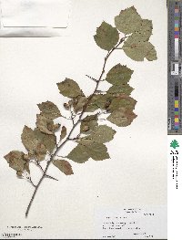 Crataegus intricata image