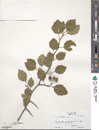 Crataegus intricata image