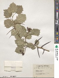 Crataegus irrasa image