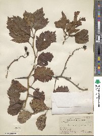 Crataegus jonesae image